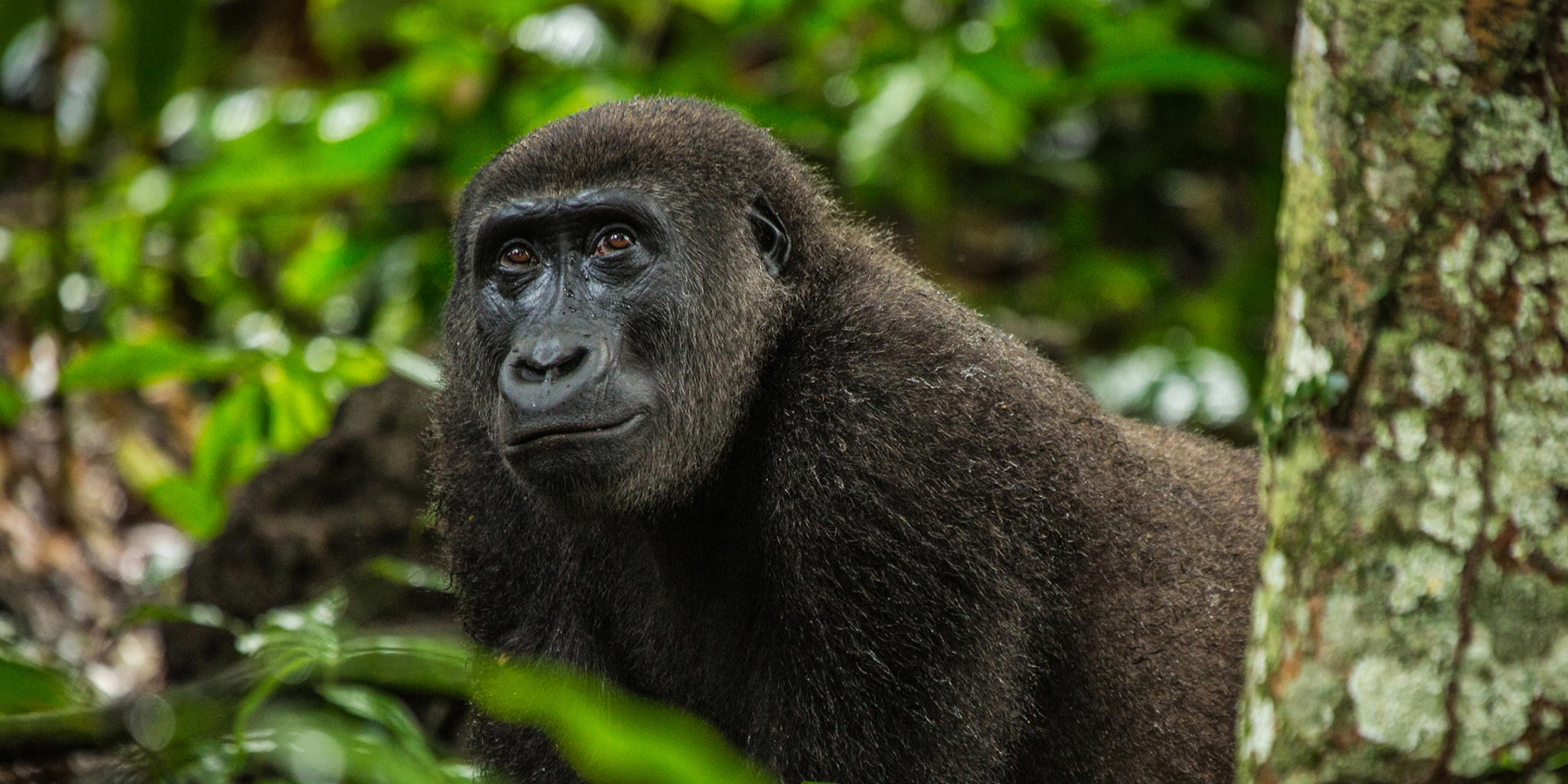 Congo safari