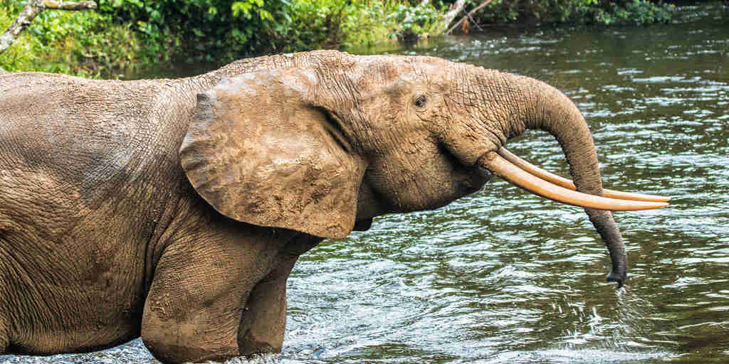elephant, odzala kokoua national park, republic of the congo safaris 