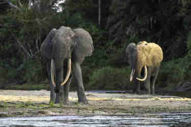elephants, republic of the congo safaris, africa holidays