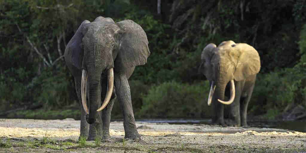 elephants, republic of the congo safaris, africa vacations