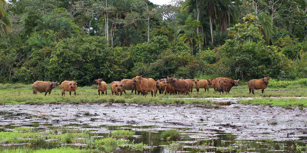 buffalo, odzala kokoua national park, republic of the congo safaris 