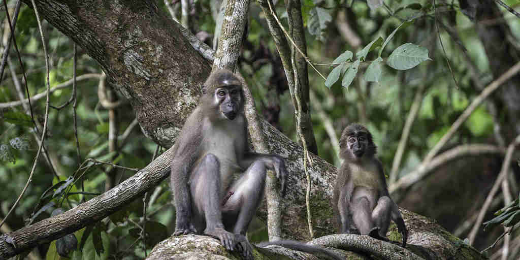 Various primates