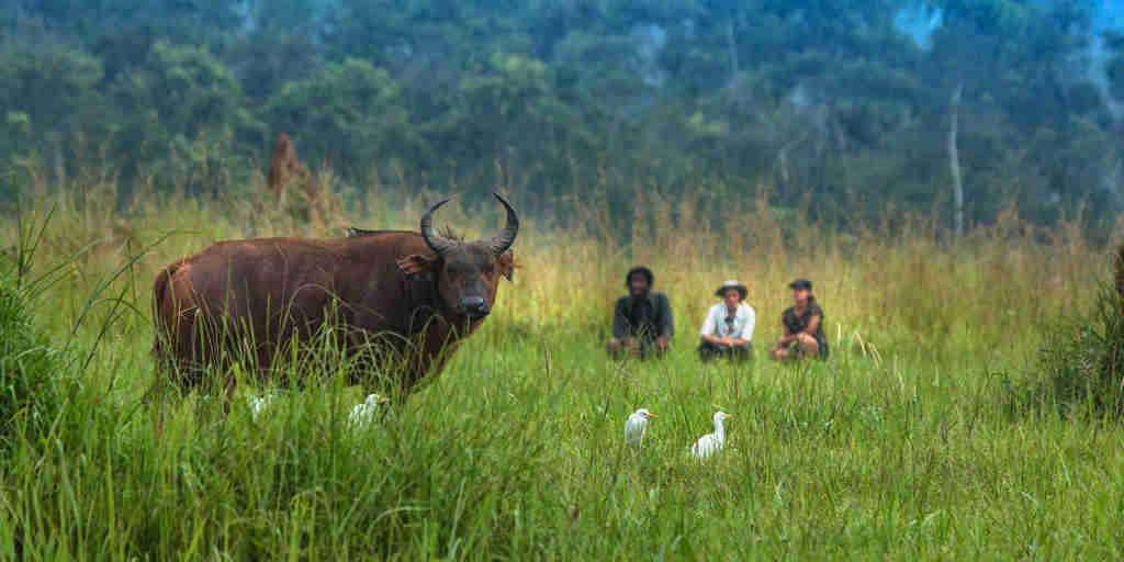 wildlife safaris, republic of the congo, africa vacations