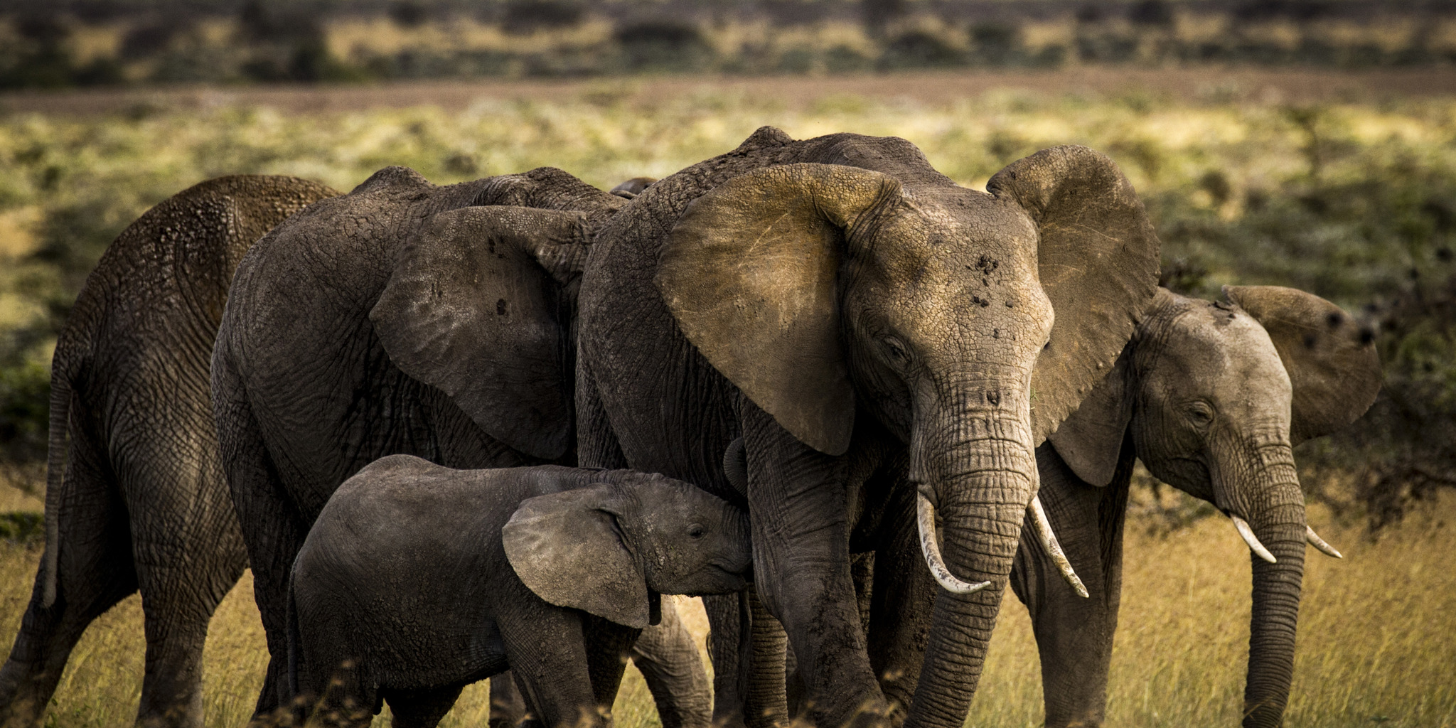 Elephants