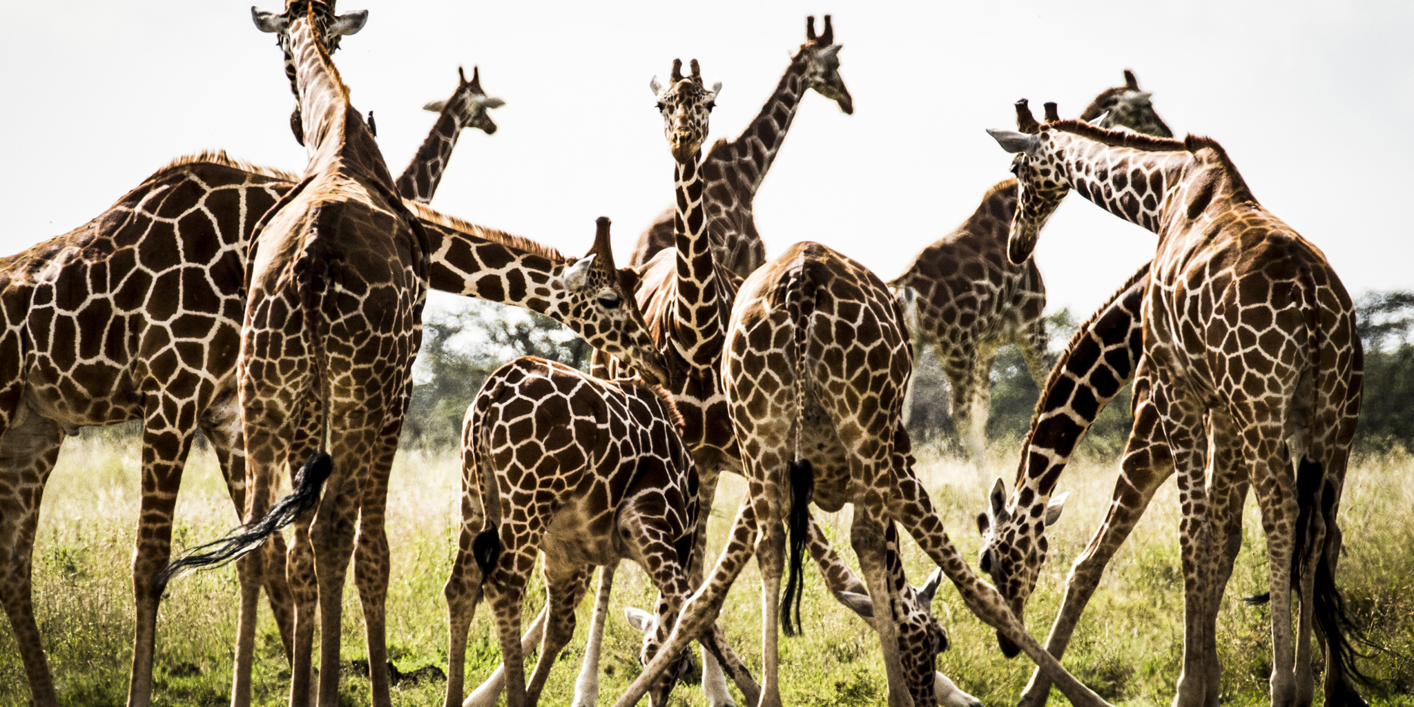 Giraffs