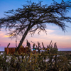 Kenya safari