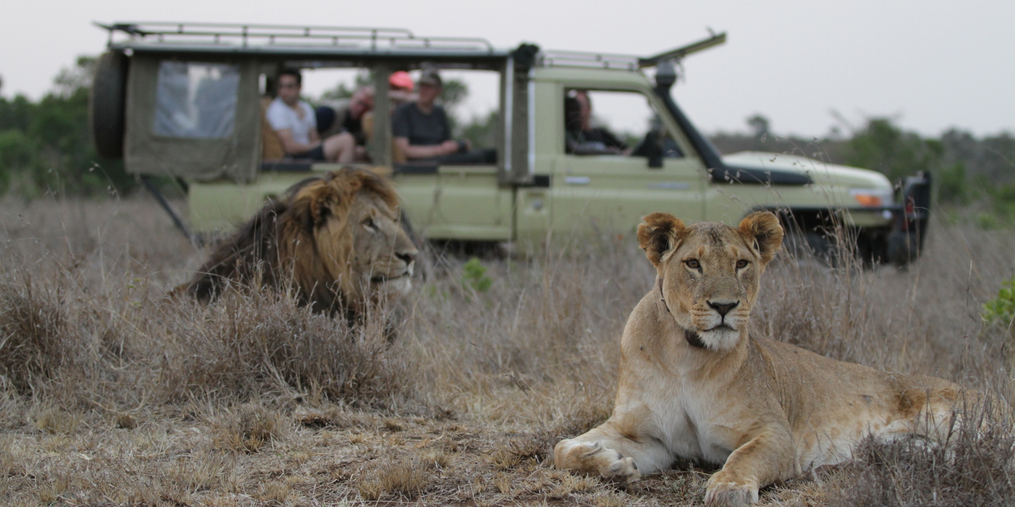 lions on safari