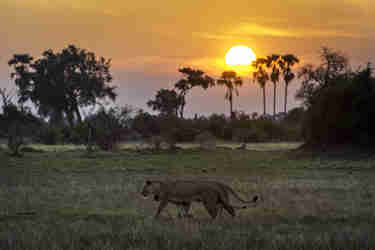 lion sunset widlife mombo camp botswana yellow zebra safaris