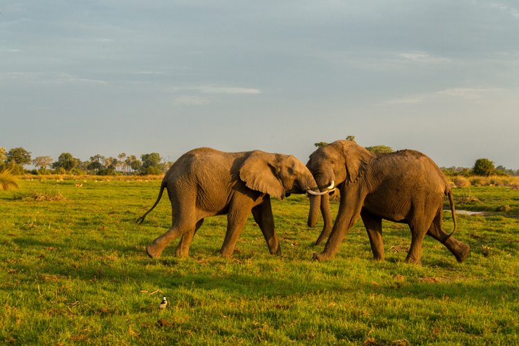 elephants wildlife mombo camp botswana yellow zebra safaris