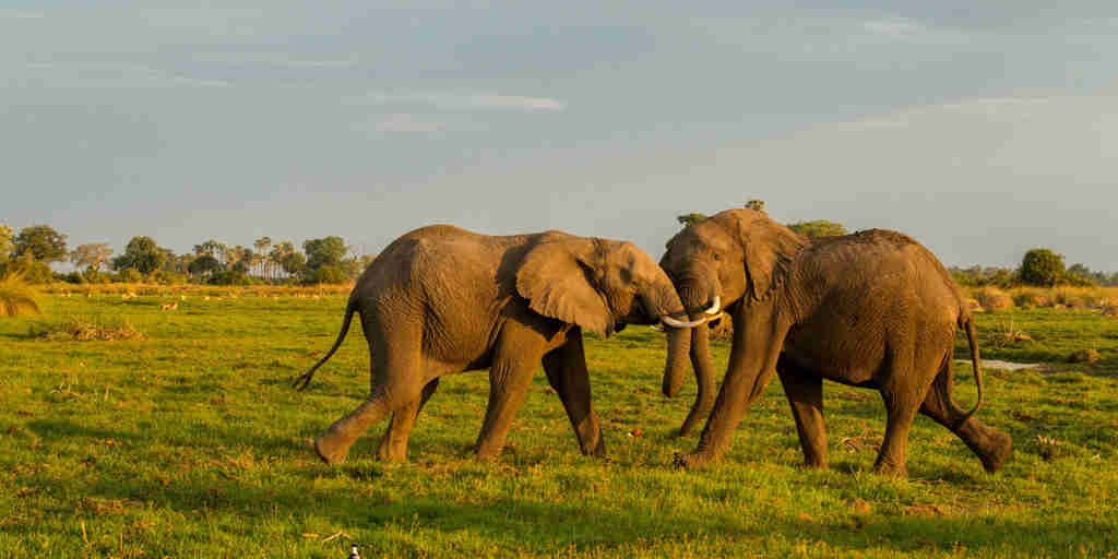 elephants wildlife mombo camp botswana yellow zebra safaris