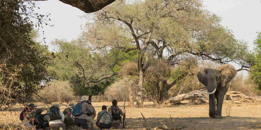 walking safaris zimbabwe