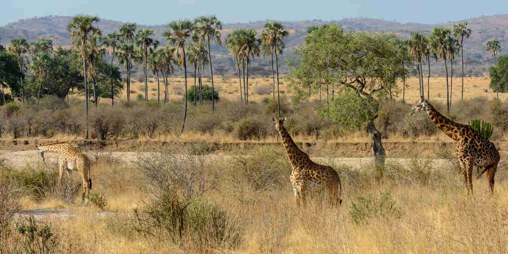 jabali ridge giraffes