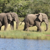 Akagera national park eles
