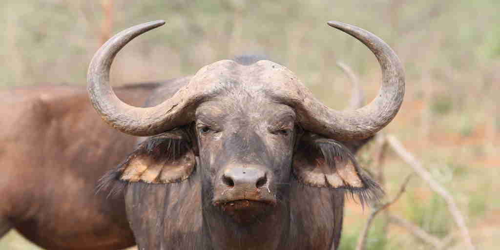 buffalo, akagera national park, rwanda safari vacations