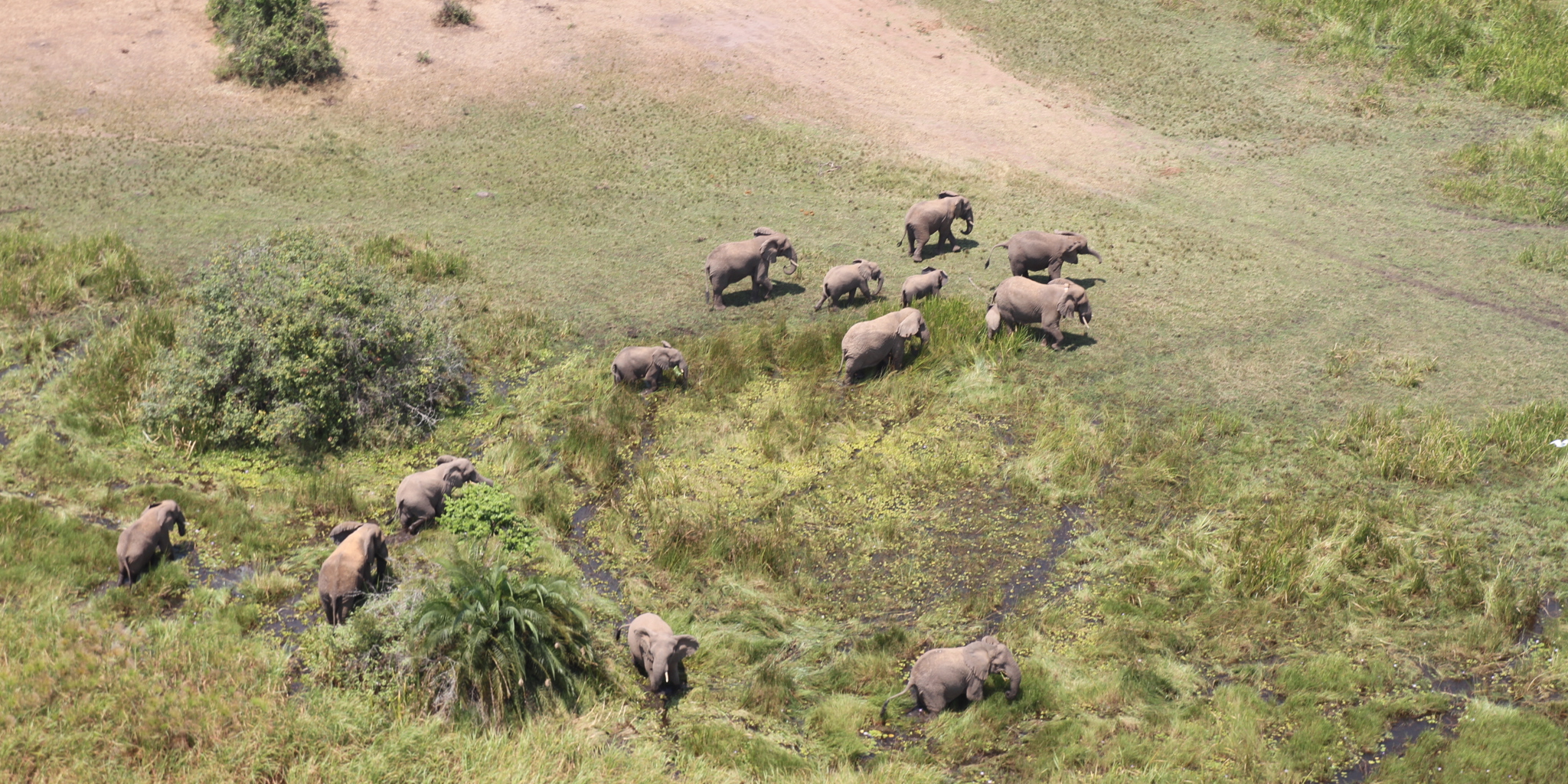 Elephant from heli