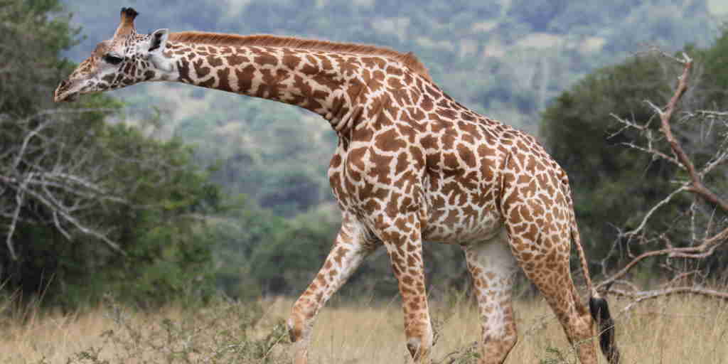 giraffe, akagera national park, rwanda safari holidays