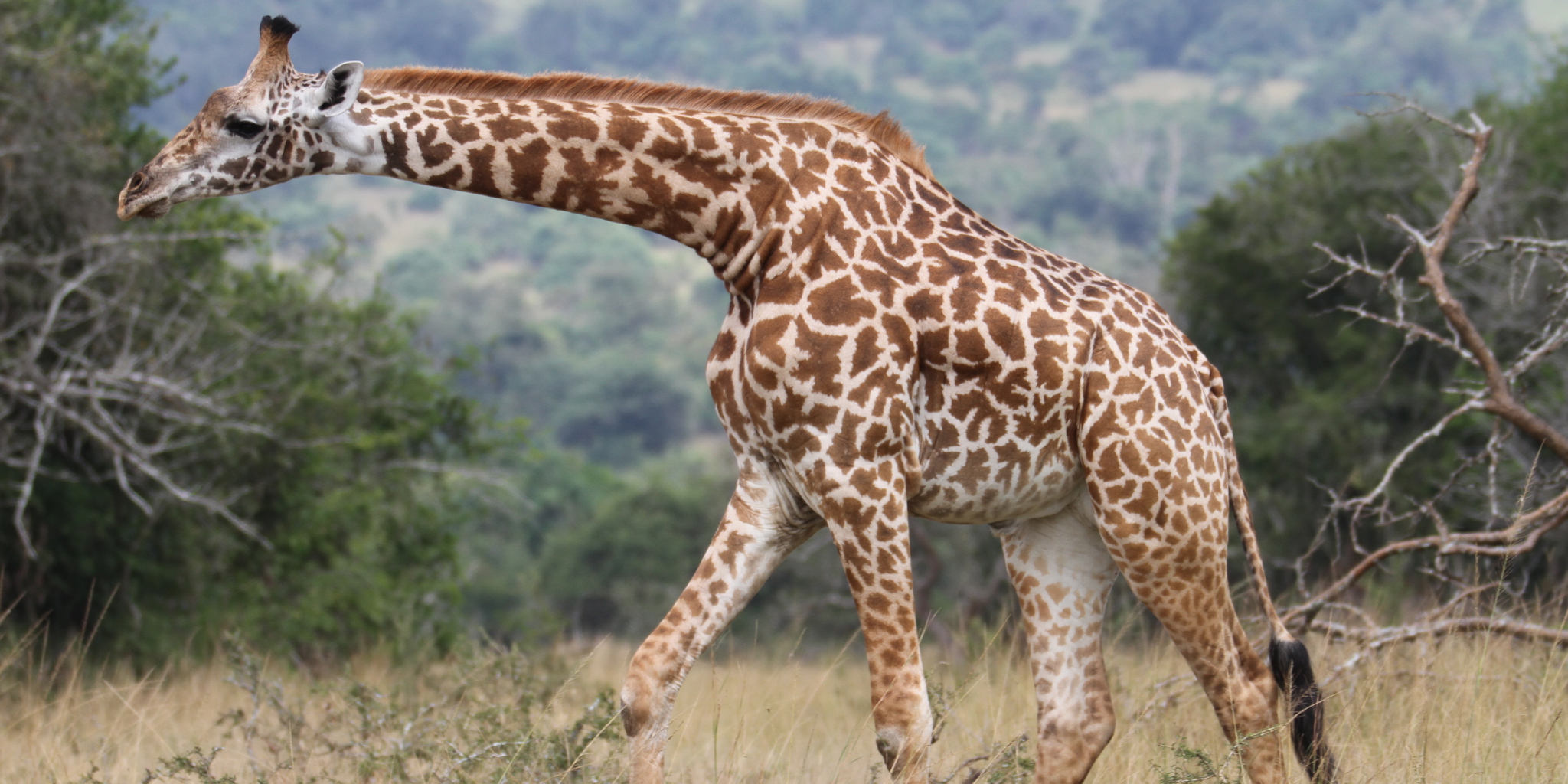 giraffe, akagera national park, rwanda safari vacations