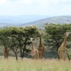 Rwanda Gorilla Safari Vacations | Yellow Zebra Safaris