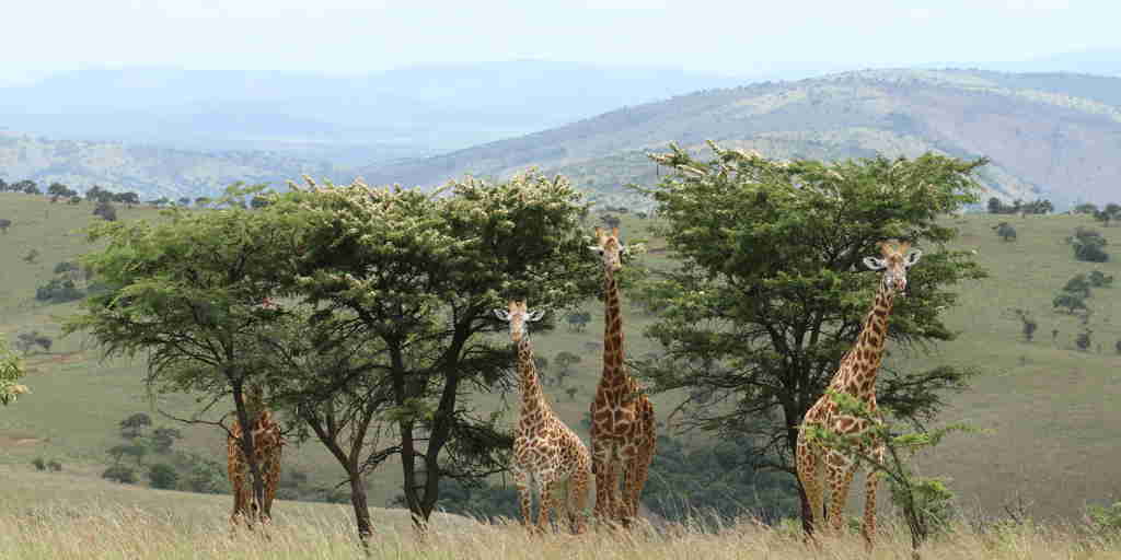 giraffe, akagera national park, rwanda safaris
