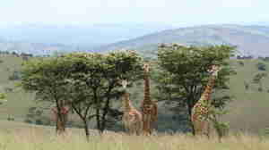 Giraffe, Akagera national park, Rwanda safaris