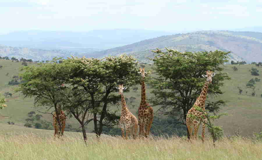 Giraffe, Akagera national park, Rwanda safaris