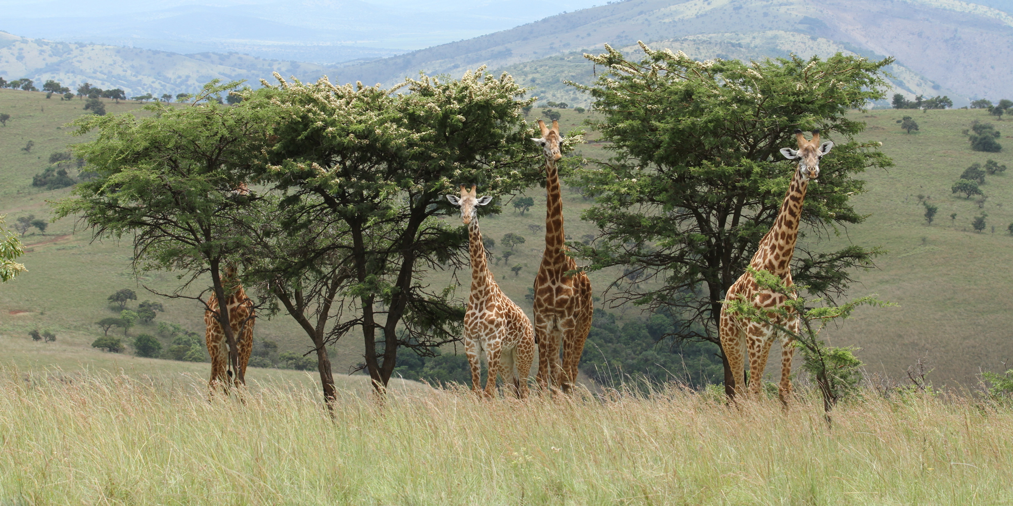 https://yellowzebrasafaris.com/media/36114/giraffes.jpg?format=jpg&height=1024&rxy=0.515%2C0.8325&v=1da5e0f9bb67f80&width=2048