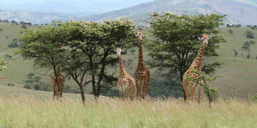 giraffe, akagera national park, rwanda safaris