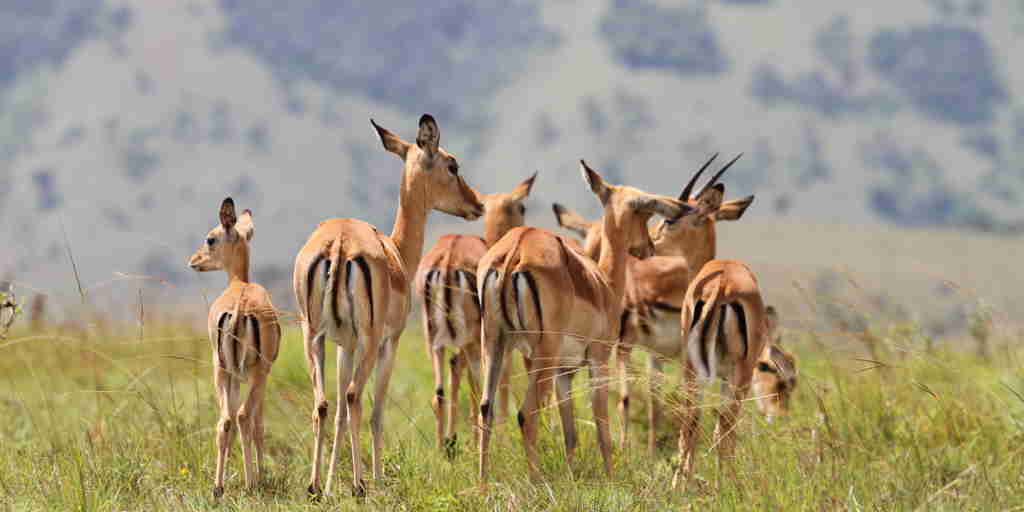 wildlife in akagera national park, rwanda safaris