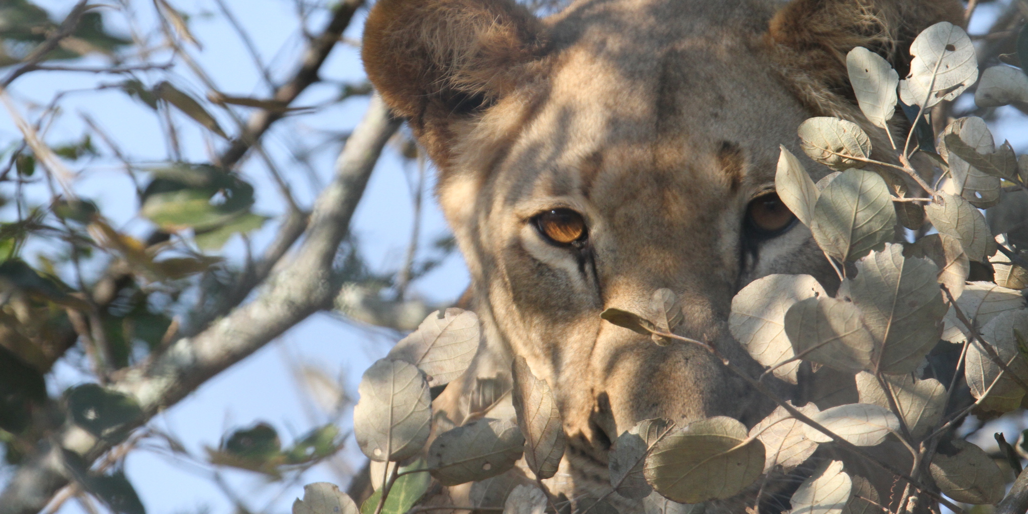 lioness, akagera national park, rwanda safaris