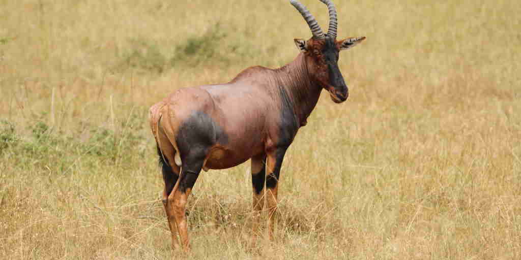 topi antelope, akagera national park, rwanda safaris