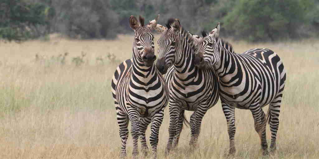 zebra, akagera national park, rwanda safari holidays
