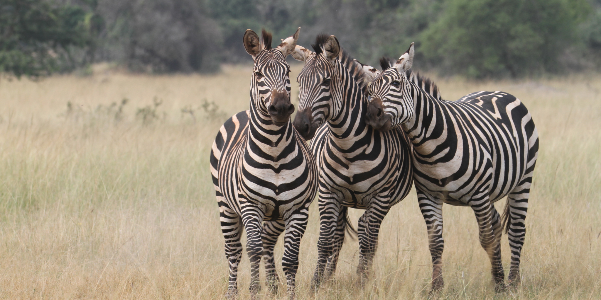 https://yellowzebrasafaris.com/media/36132/zebras-playing.jpg?format=jpg&height=1024&v=1da5e0fa008c2a0&width=2048