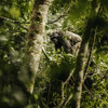 chimpanzee in nyungwe forest national park, rwanda safaris