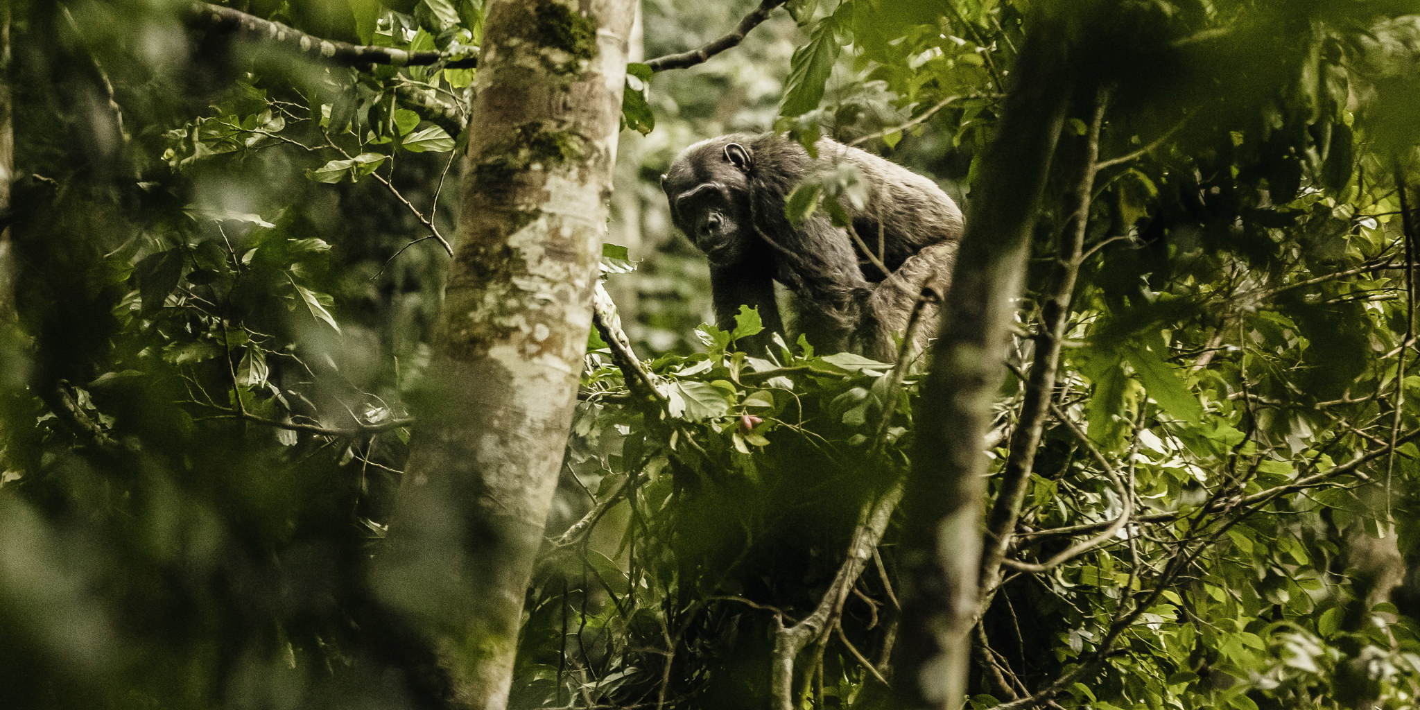 chimpanzee in nyungwe forest national park, rwanda safaris