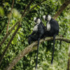 Nyungwe Forest National Park | Rwanda Safaris