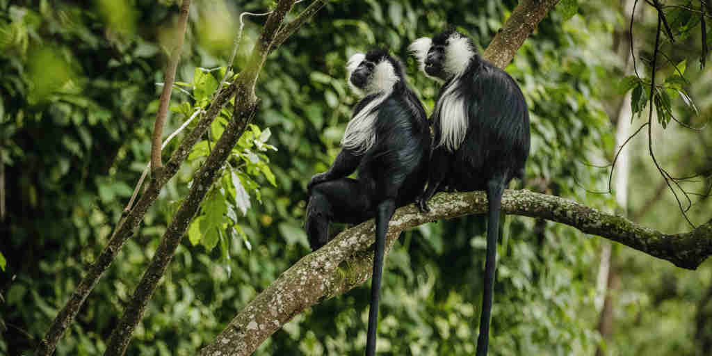 colobus monkey, nyungwe forest national park, rwanda 