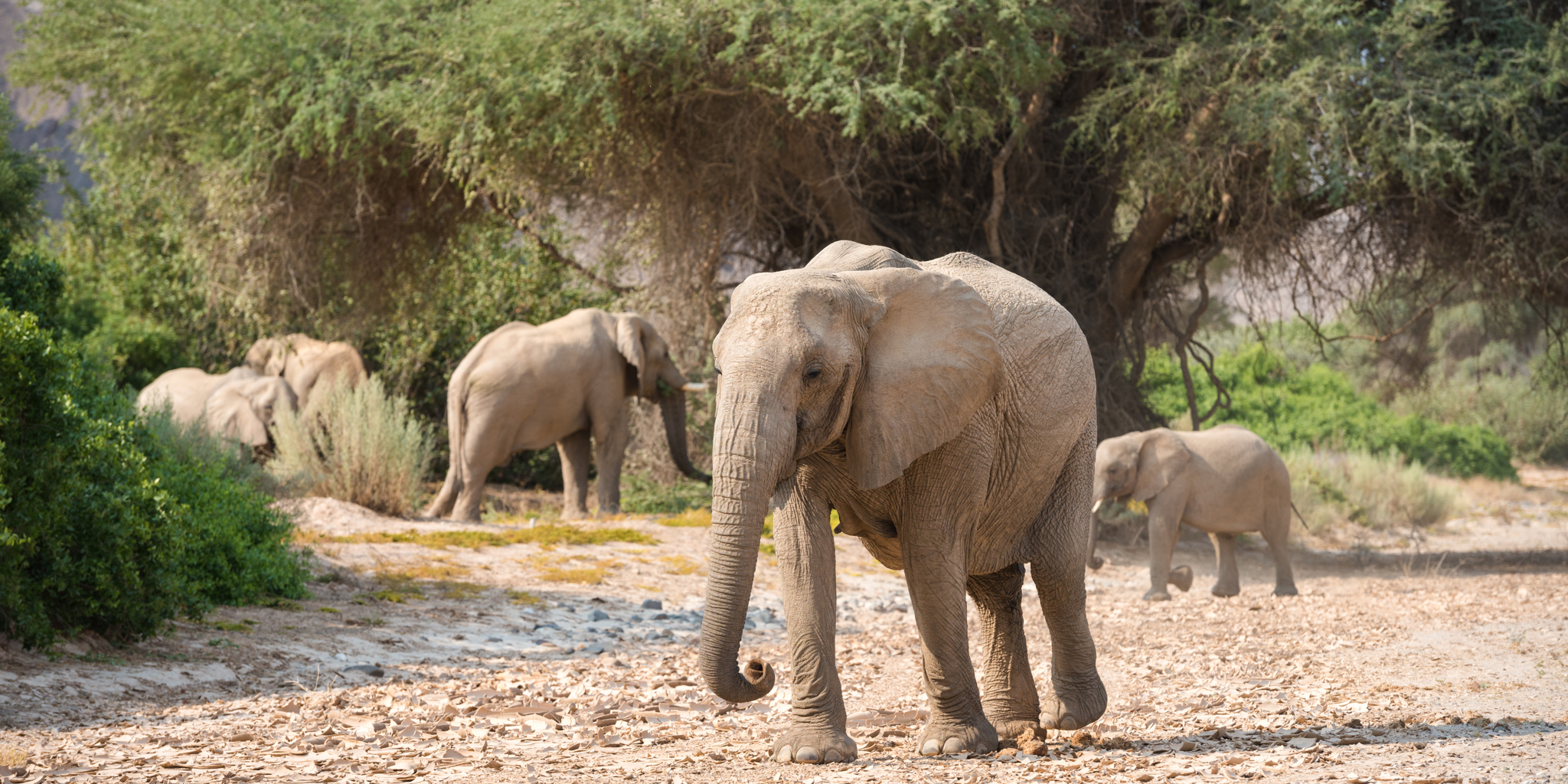 Desert Adapted Elephant Herd
