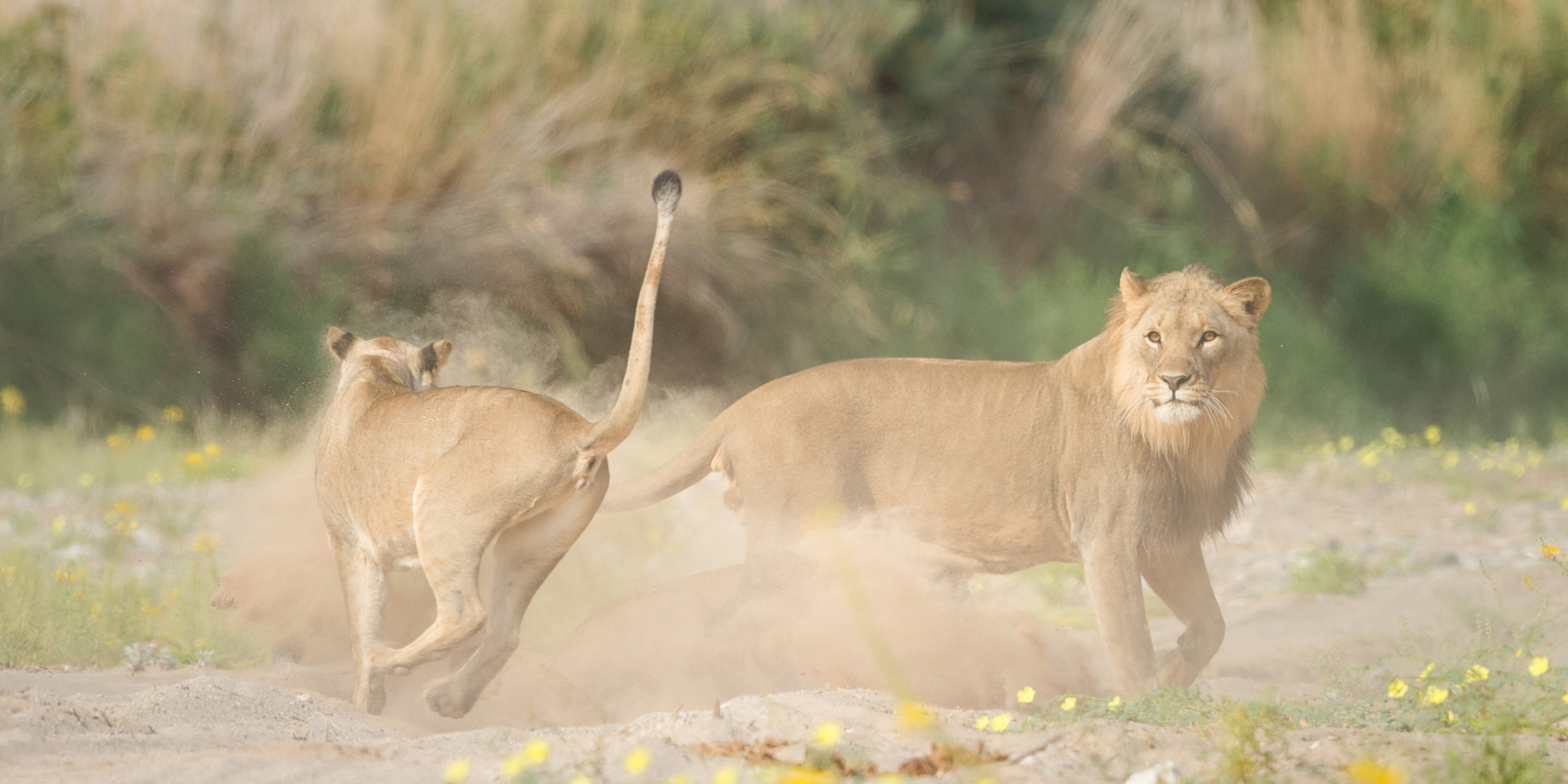 Hoanib Valley Lions