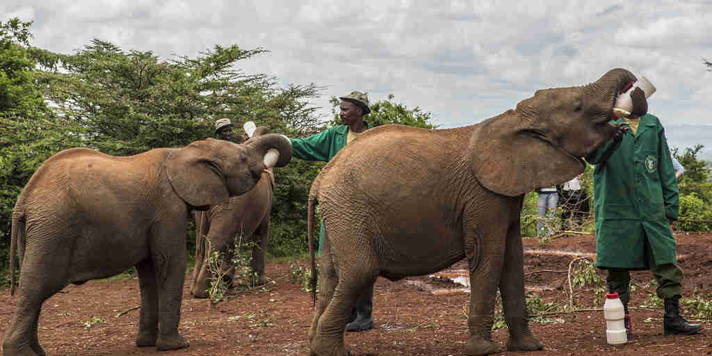 Earth Day   David Sheldrick Elephant Trust