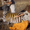 Environmentally Friendly Travel Ecoconscious Yellow Zebra Safaris