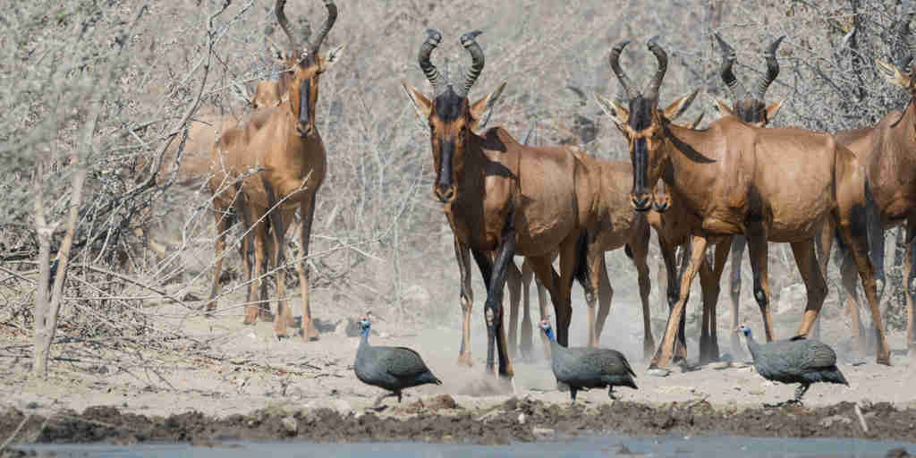 Wildlife Namibia