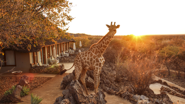 Giraffe