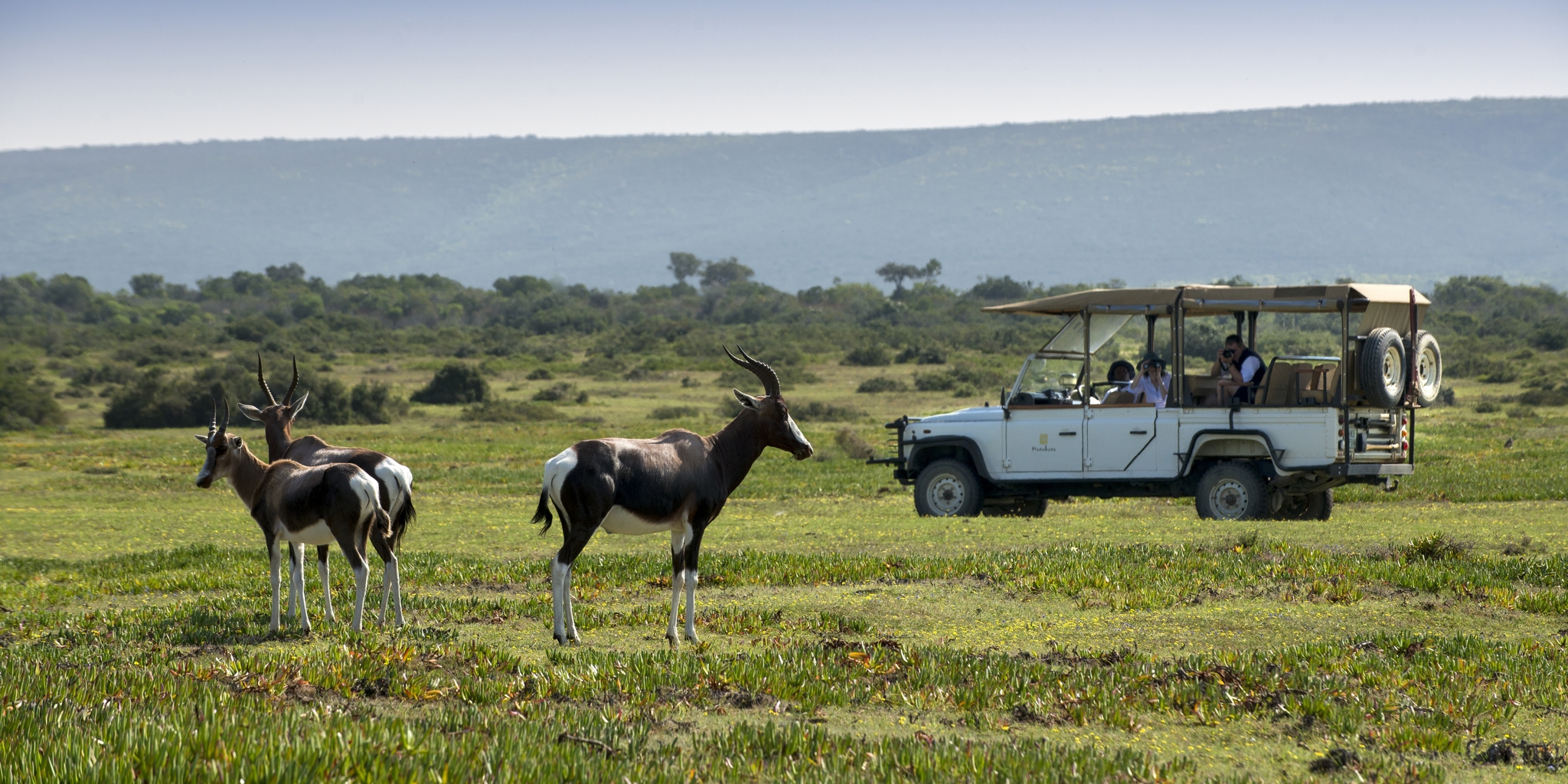 nature drive, de hoop nature reserve, south africa