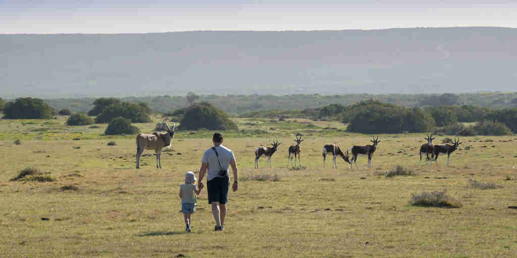 family safaris, de hoop nature reserve, south africa
