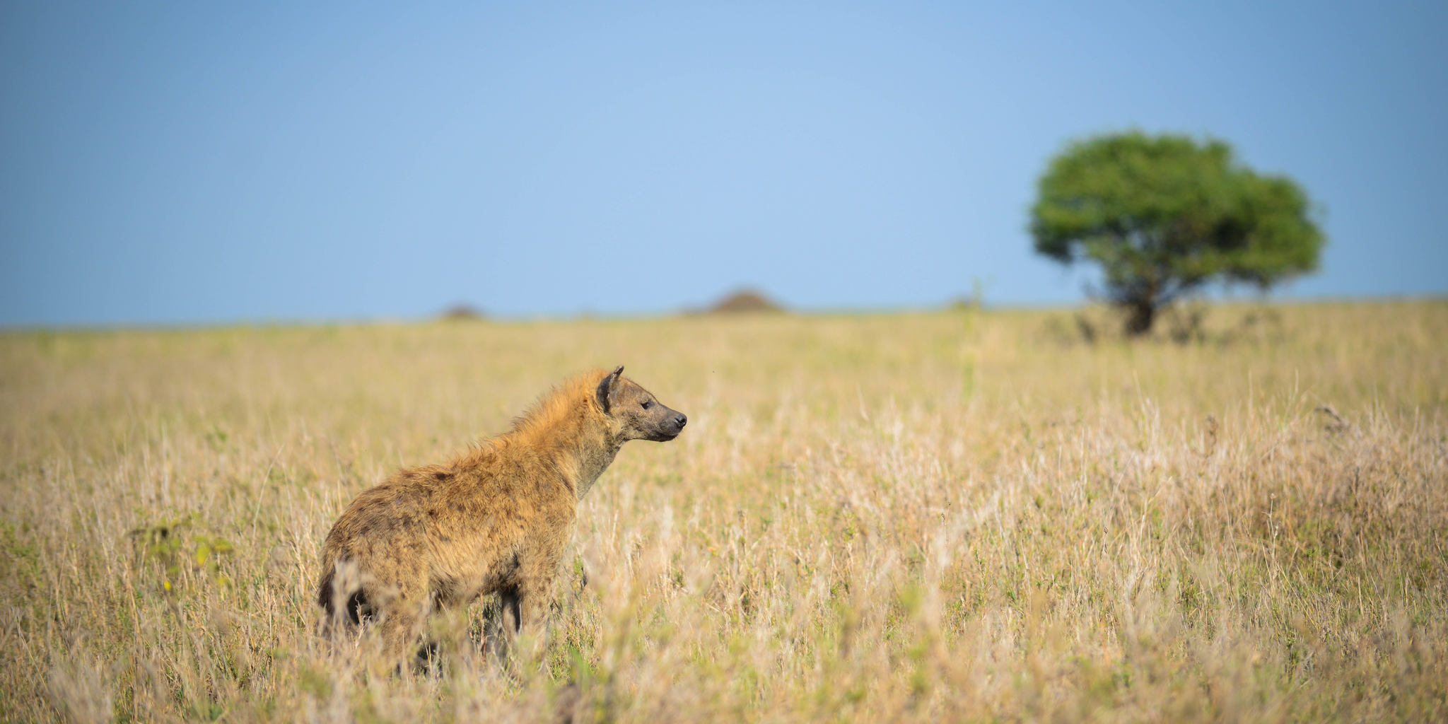 wild dog