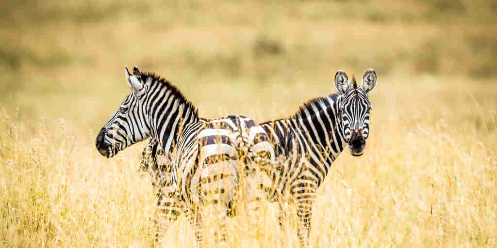 Zebra game safari