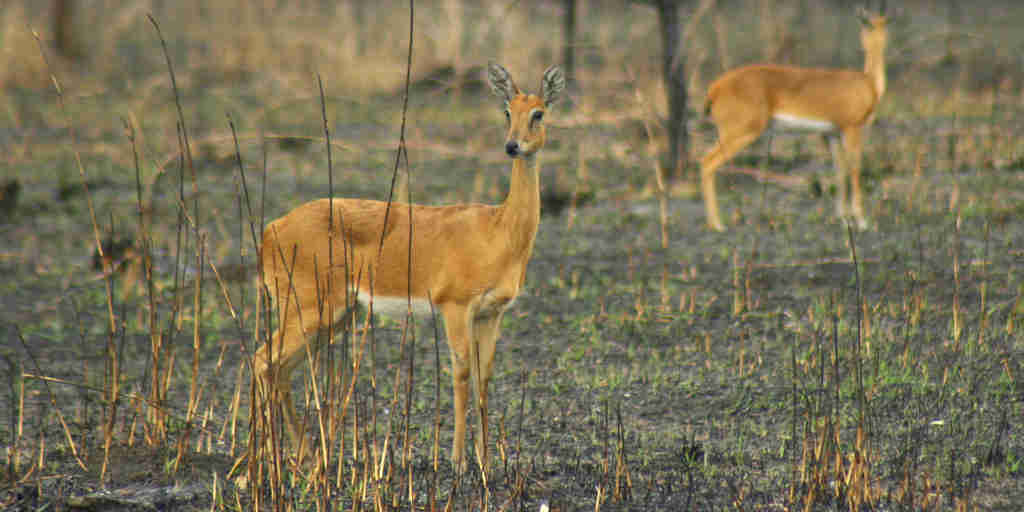 oribis antelope, gorongosa wildlife safaris, mozambique vacation