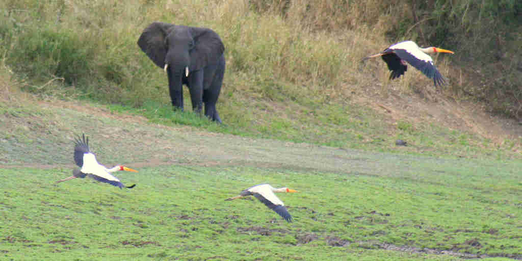 elephant, gorongosa wildlife safaris, mozambique holidays
