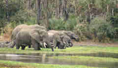 elephant safaris, gorongosa safaris, africa holidays