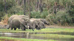 elephant safaris, gorongosa safaris, africa vacations